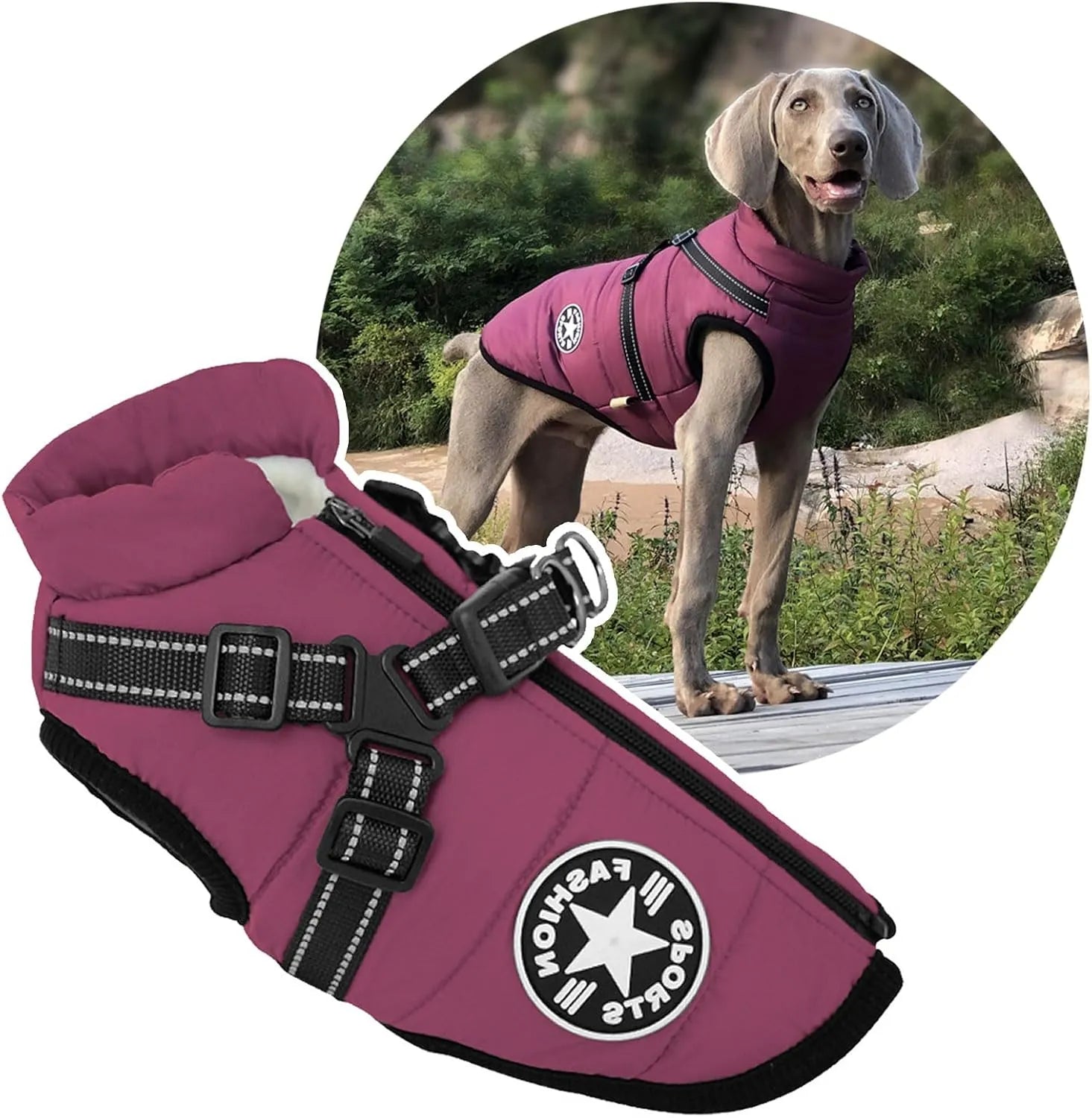 Harnais pour chien