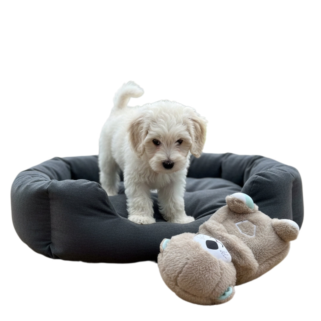 Loutre relaxante