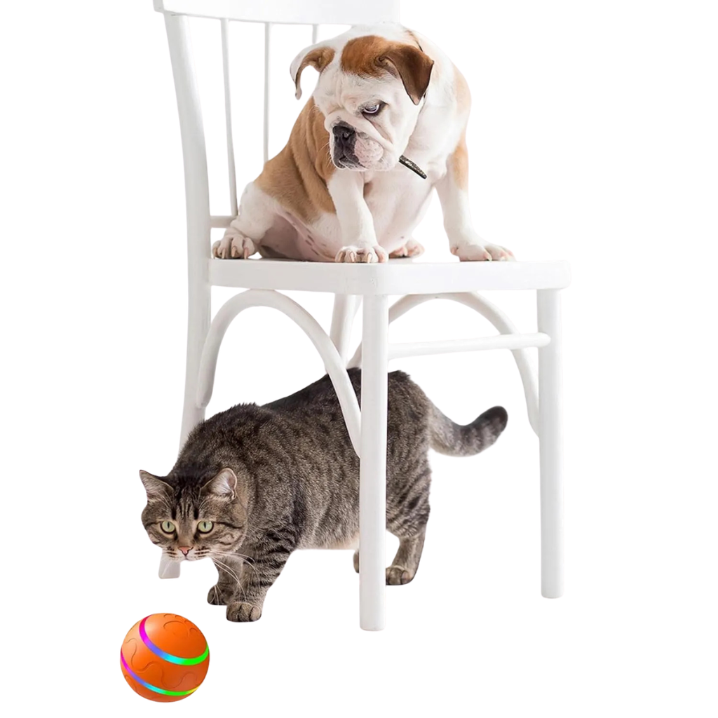 Balle pour animaux